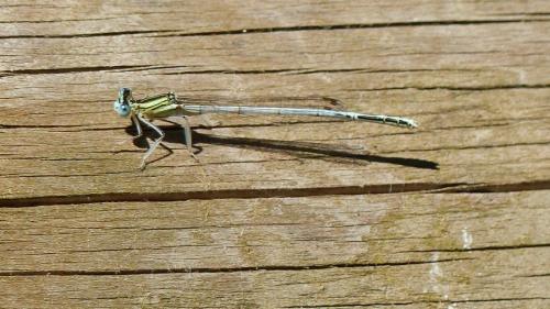 Platycnemis latipes